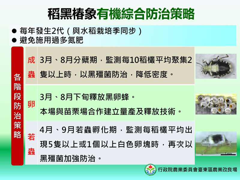 5.有機稻作椿象防治新典範　產官學研合作解危機